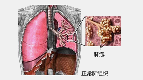 家兔急性肺水肿图片图片