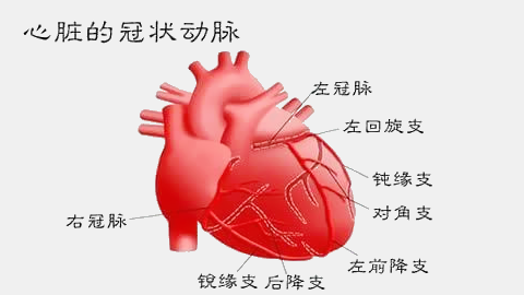 蛙心起搏及起源分析